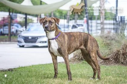 An adult large-sized female Dutch Shepherd dog named a Mahogany for adoption in North Charleston, SC