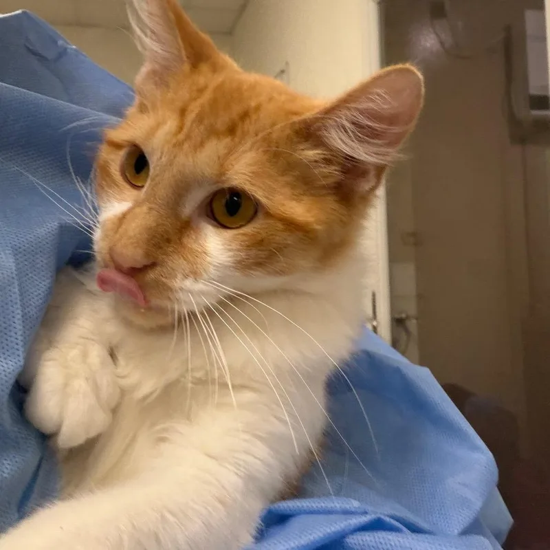 A young medium-sized male Orange / Red Domestic Medium Hair cat named October for adoption in Pekin, IL