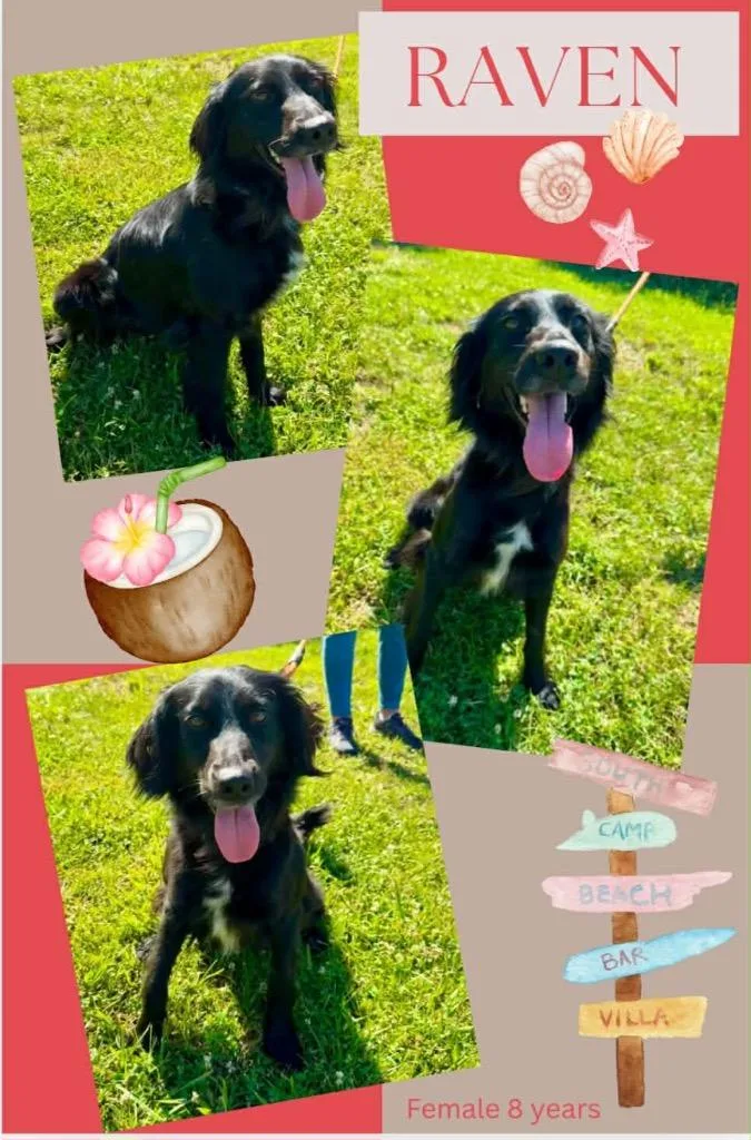 An adult large-sized female Collie dog named Raven for adoption in Blountville, TN
