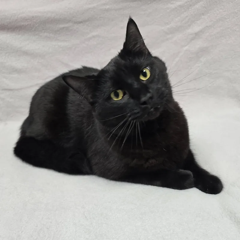 An adult medium-sized male Black Domestic Short Hair cat named Sirius Black for adoption in Frankfort, IN