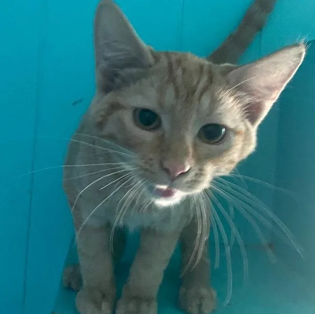 A baby medium-sized male Tabby (Orange / Red) Domestic Short Hair cat named Ernie for adoption in Spencer, IN