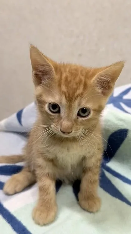A baby small-sized female Domestic Short Hair cat named Esther for adoption in Honolulu, HI