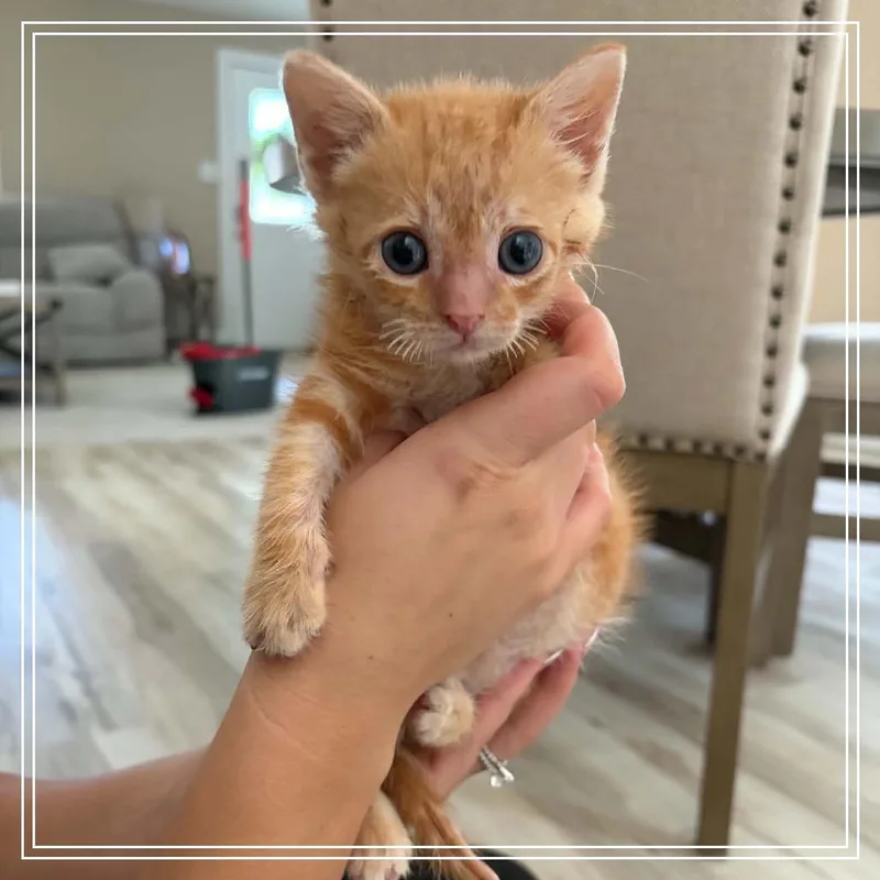 A baby small-sized male Orange / Red Domestic Short Hair cat named Spunk for adoption in Monroe, MI