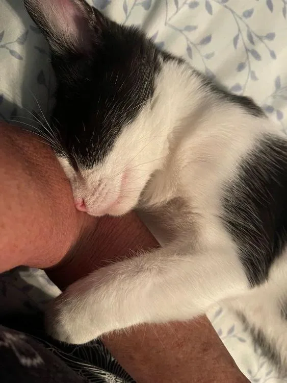 Charley thumbnail 2