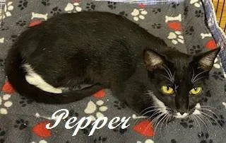A young medium-sized male Tuxedo cat named Pepper for adoption in Southern Pines, NC