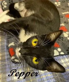 Pepper thumbnail 3