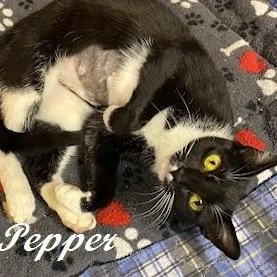 Pepper thumbnail 4