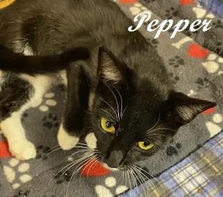 Pepper thumbnail 5