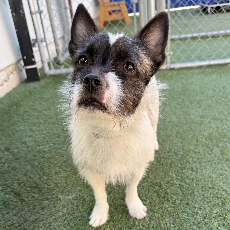 A young small-sized male Terrier dog named Snoopy for adoption in Hawthorne, CA