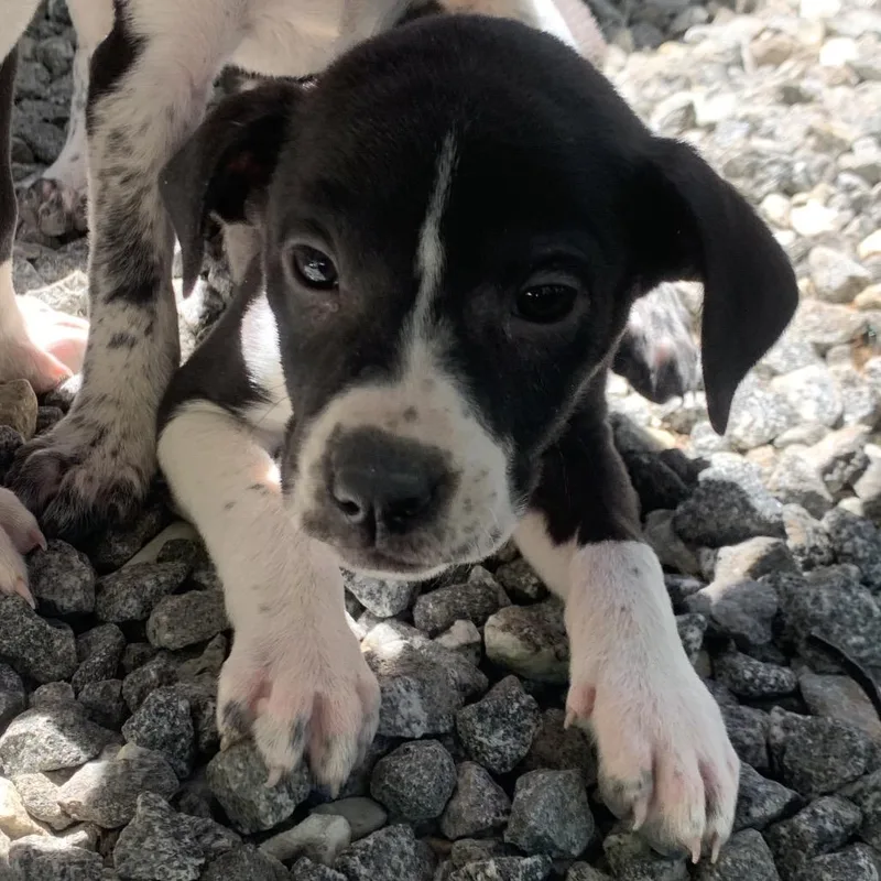 A baby small-sized female Black Mixed Breed dog named Cricket for adoption in Franklin, NC