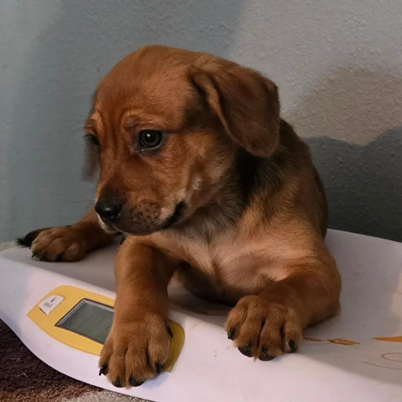 A baby small-sized male Brown / Chocolate Chihuahua dog named Nacho for adoption in Floresville, TX