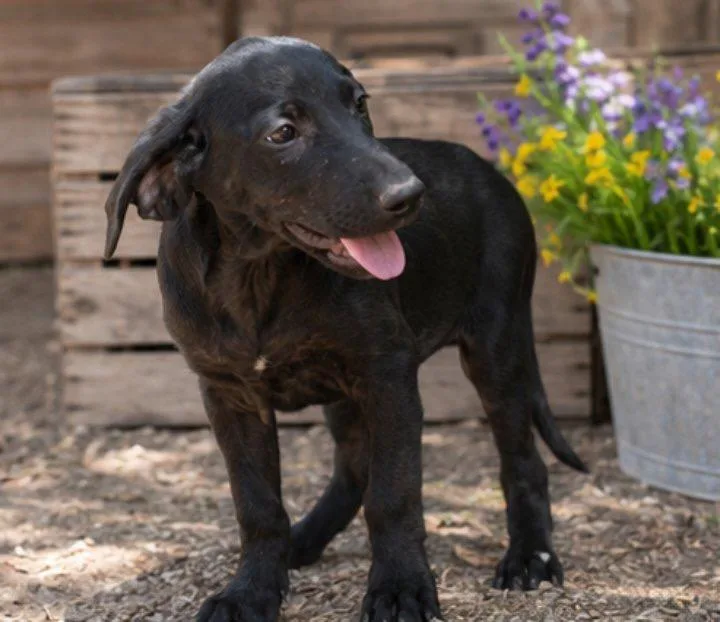A baby medium-sized male Labrador Retriever dog named Rufus for adoption in Batesville, AR