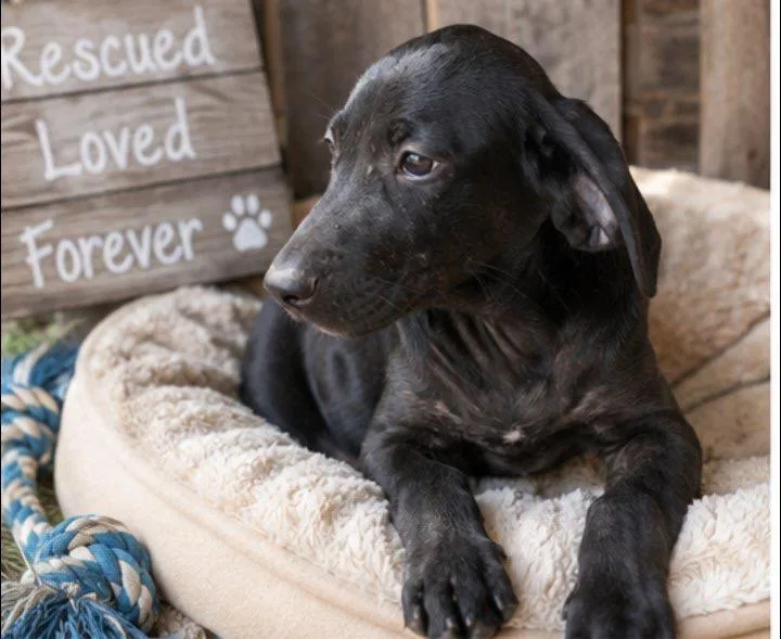 Rufus thumbnail 2