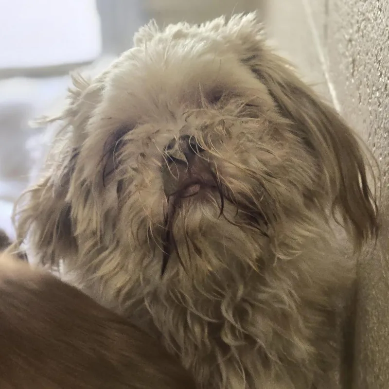 An adult small-sized female Yellow / Tan / Blond / Fawn Shih Tzu dog named Louise for adoption in Wickenburg, AZ