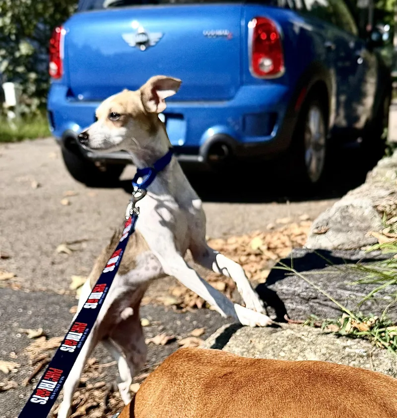 A baby small-sized male Chihuahua dog named Oscar for adoption in Pembroke, MA