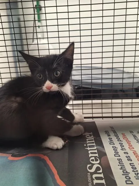 A baby small-sized male Domestic Short Hair cat named Mm for adoption in Fort Lauderdale, FL
