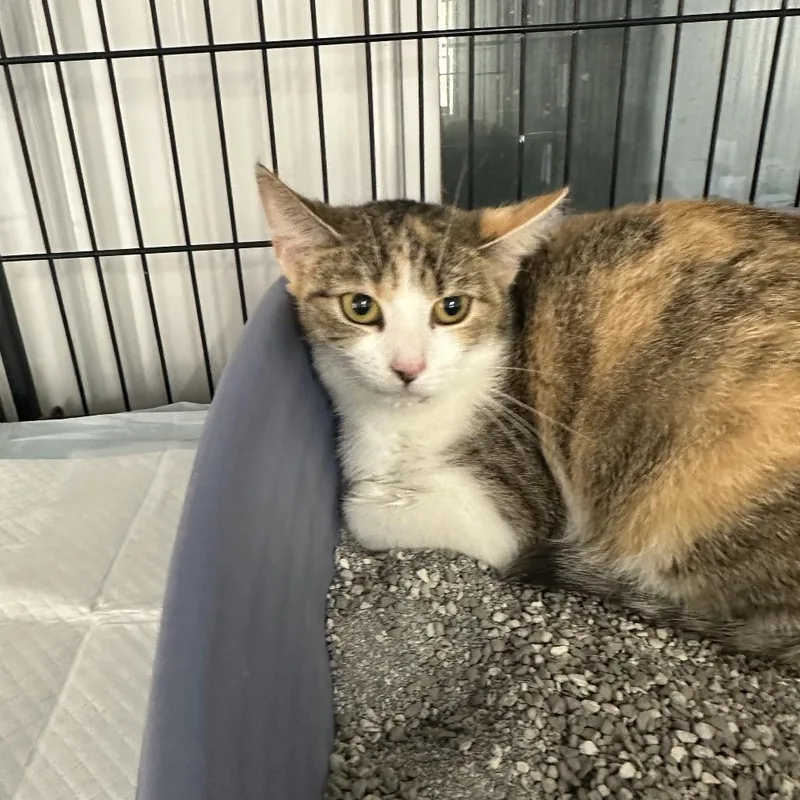 An adult small-sized female Torbie Domestic Short Hair cat named Peaches for adoption in Corbin, KY