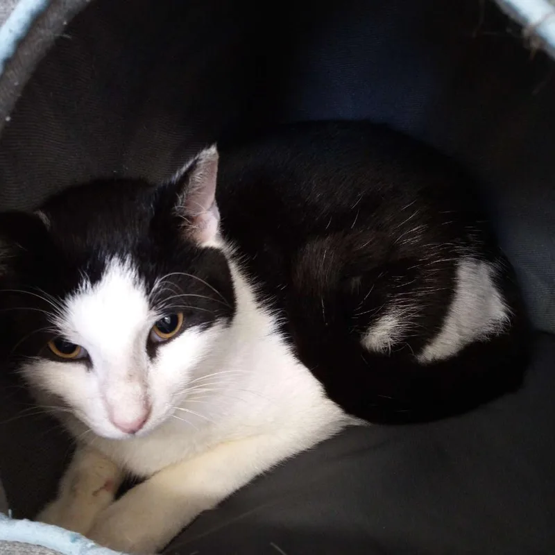 Asparagus thumbnail 2