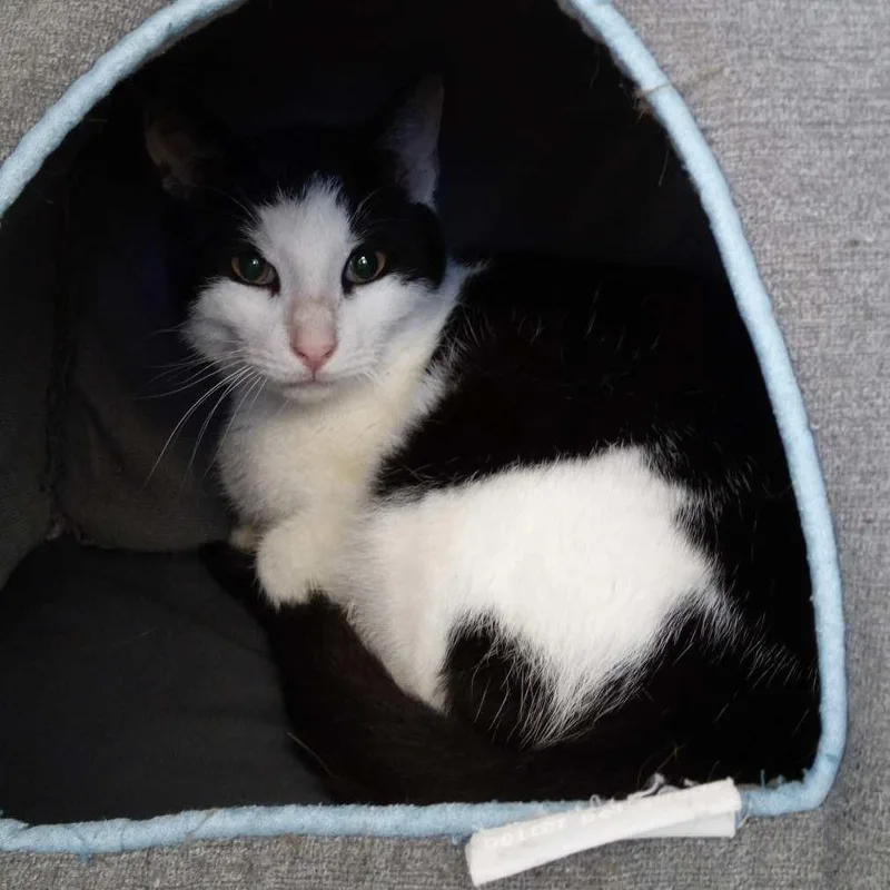 Asparagus thumbnail 3