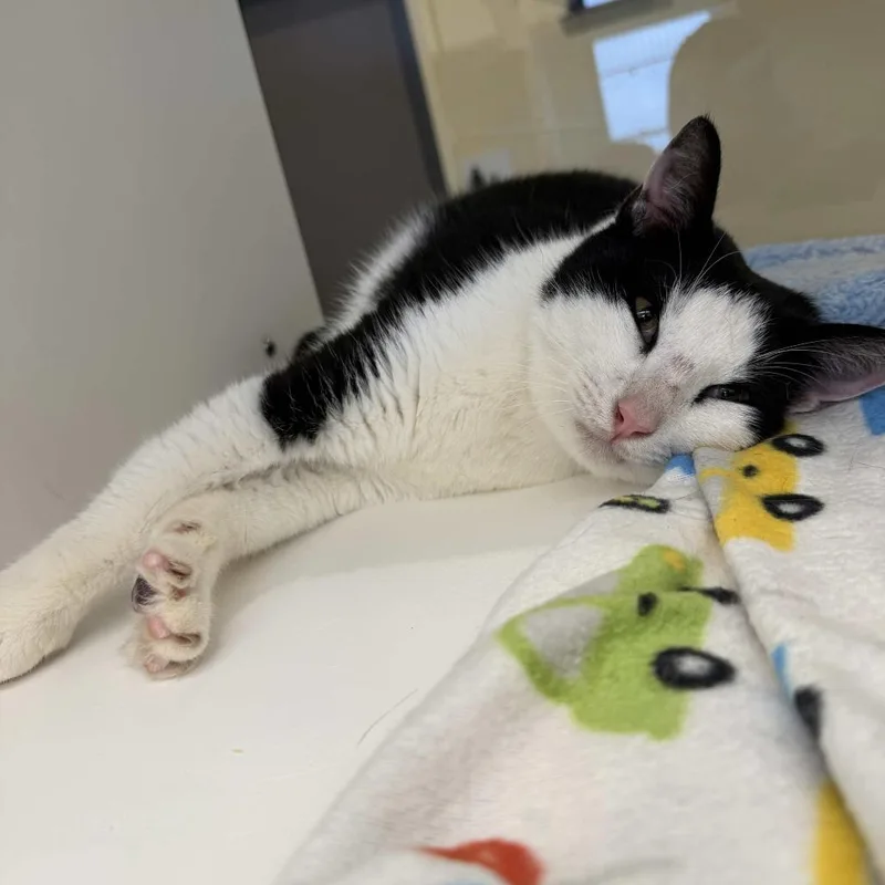 Asparagus thumbnail 4