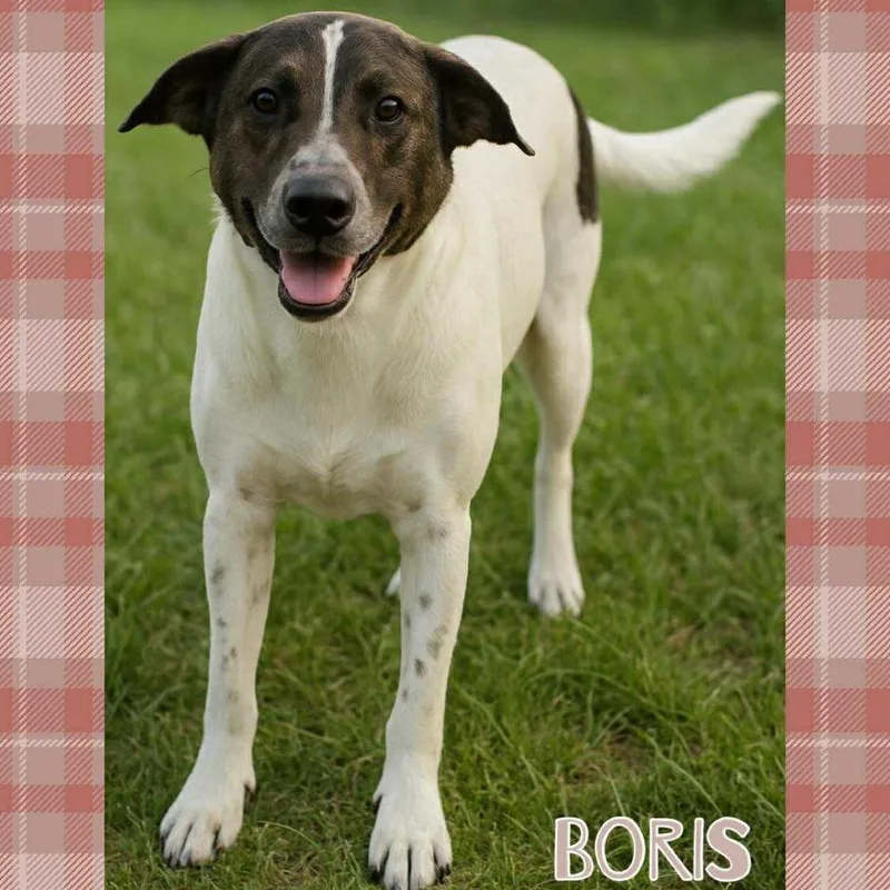 Boris