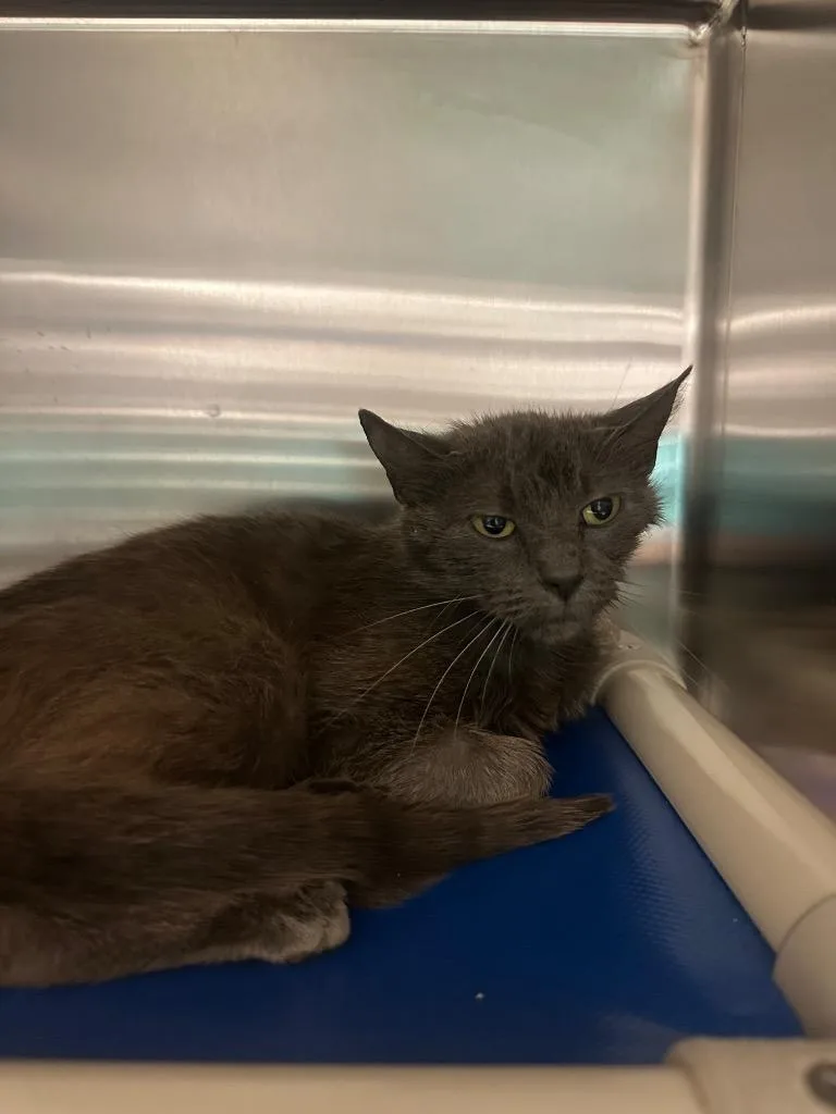 A baby medium-sized female Domestic Short Hair cat named Daisy for adoption in Johnson City, TN
