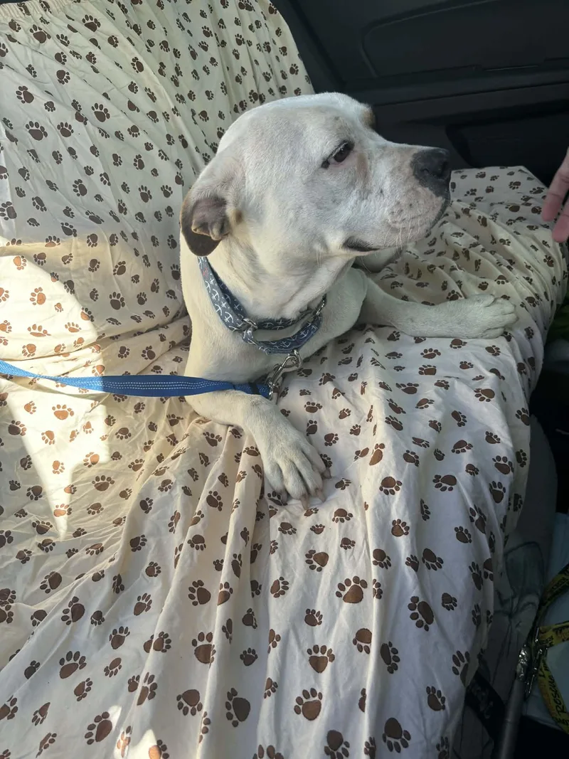 A young large-sized female Boxer dog named Capucine Mom for adoption in Pompano Beach, FL