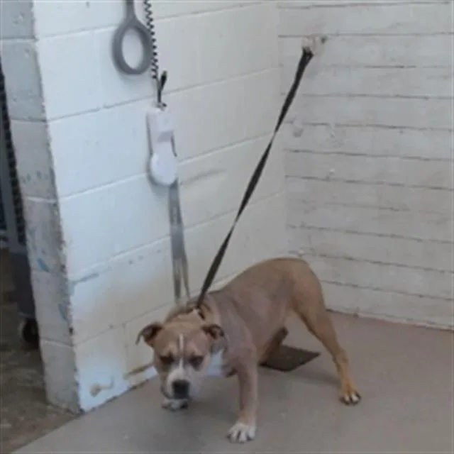 A young medium-sized male Pit Bull Terrier dog named Chapo for adoption in San Bernardino, CA