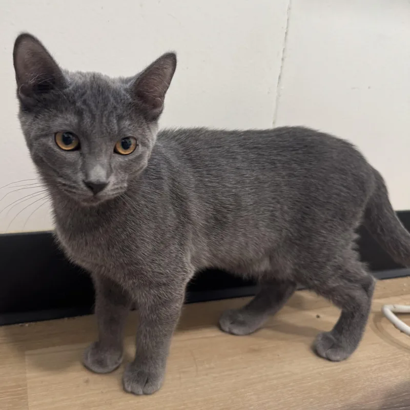 Clementine thumbnail 2