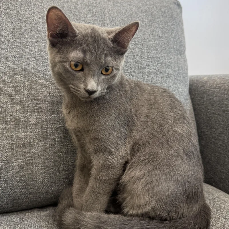 Clementine thumbnail 3