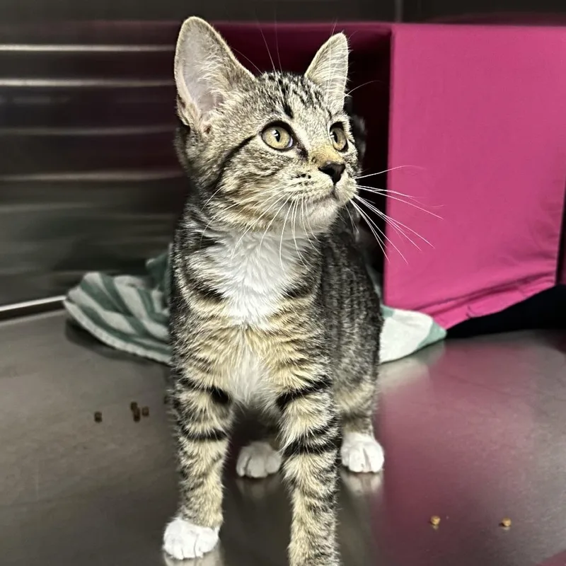A baby small-sized female Domestic Short Hair cat named Lucy for adoption in Hailey, ID