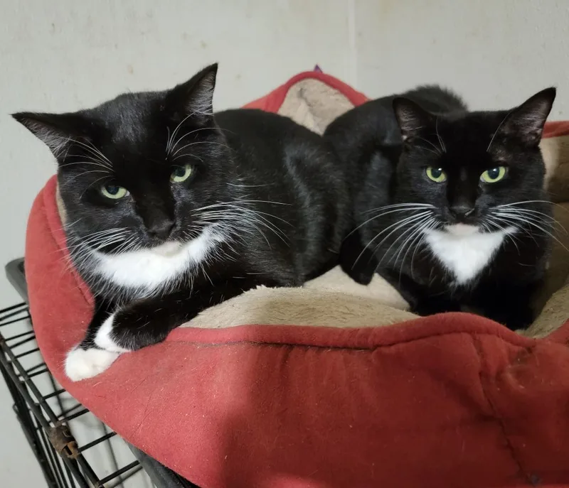 An adult medium-sized male Black & White / Tuxedo Domestic Short Hair cat named Curry for adoption in Houston, TX