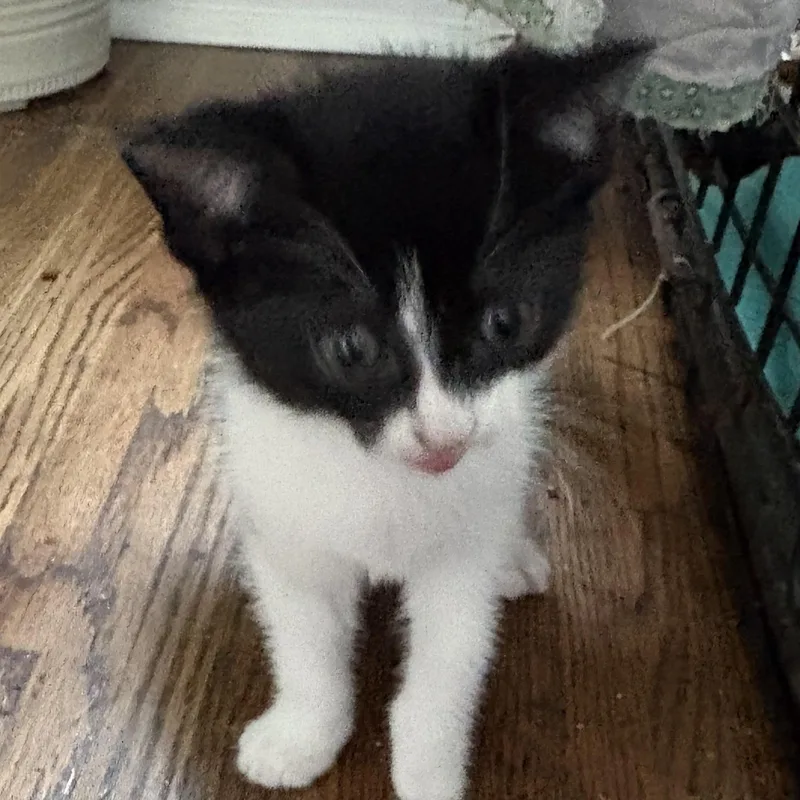 A baby medium-sized male Black & White / Tuxedo Domestic Short Hair cat named Little Brother for adoption in Ontario, NY