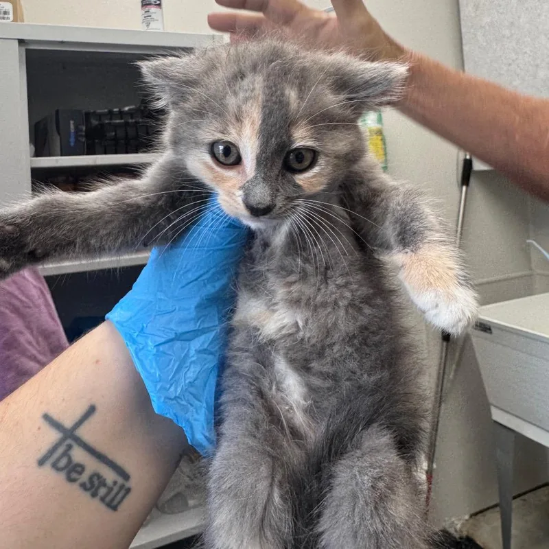 A baby small-sized female Calico Domestic Short Hair cat named Chili Cheese Fries for adoption in Columbiana, AL