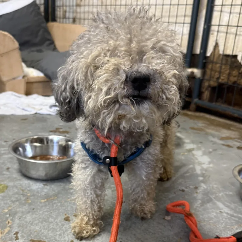 A senior small-sized male Gray / Blue / Silver Poodle dog named Noodles for adoption in Columbia, SC