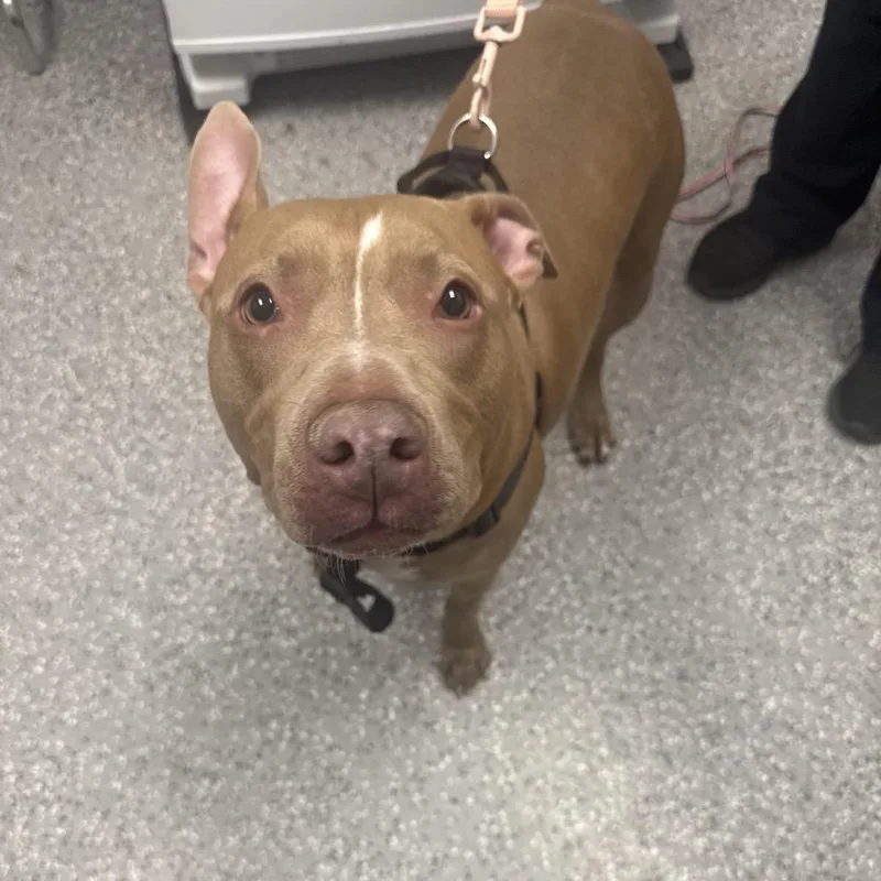 An adult medium-sized female Yellow / Tan / Blond / Fawn Pit Bull Terrier dog named Nana for adoption in Henderson, NV