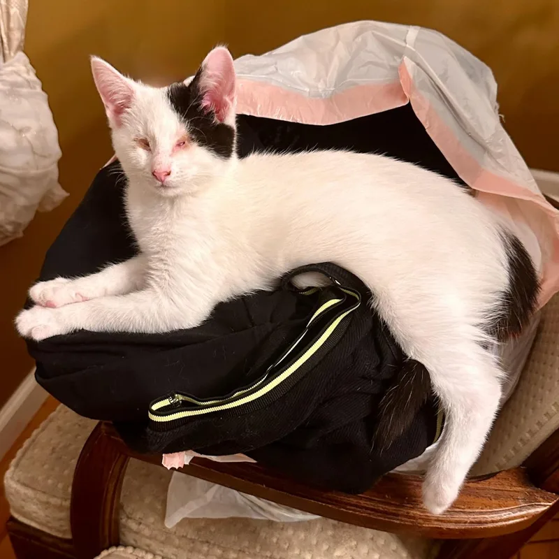 Neo