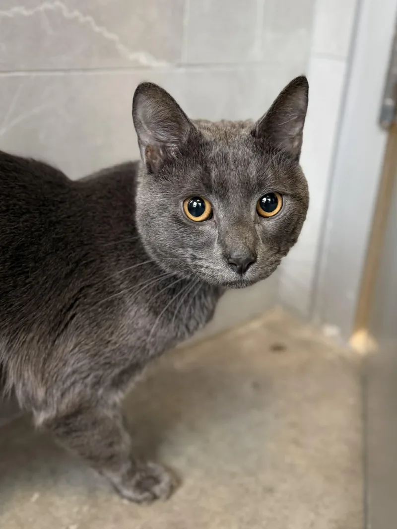 A young medium-sized female Gray / Blue / Silver Domestic Short Hair cat named Superman for adoption in Elizabethtown, NY