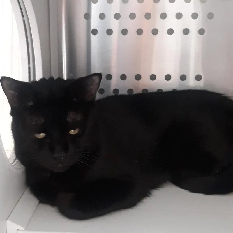 An adult large-sized male Black Domestic Short Hair cat named Yuri for adoption in Spokane, WA