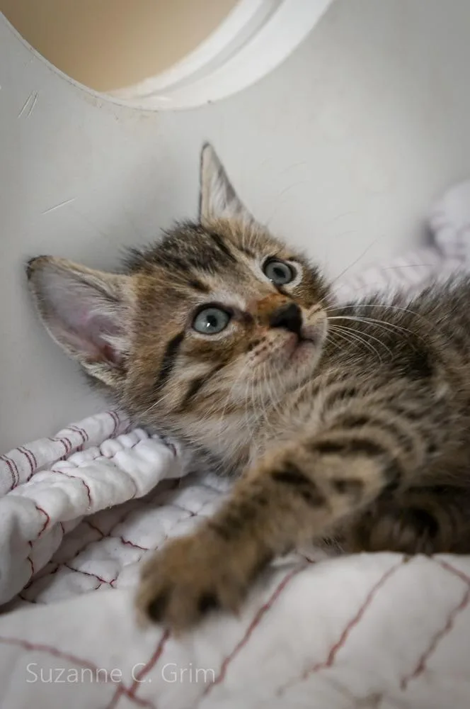 A baby small-sized male Domestic Short Hair cat named Comet for adoption in New Orleans, LA