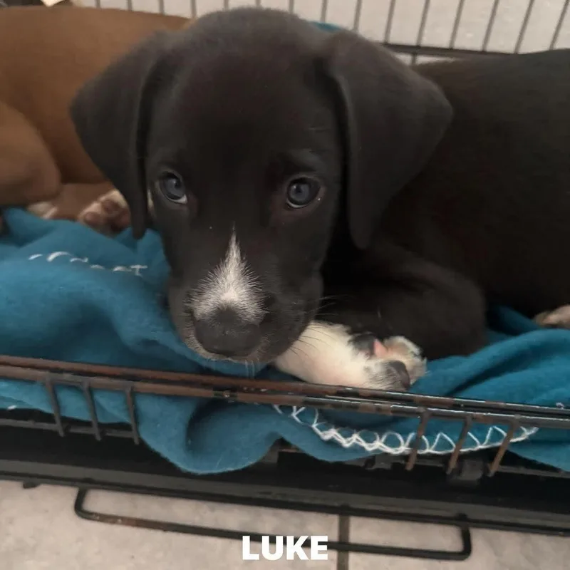 Luke thumbnail 2