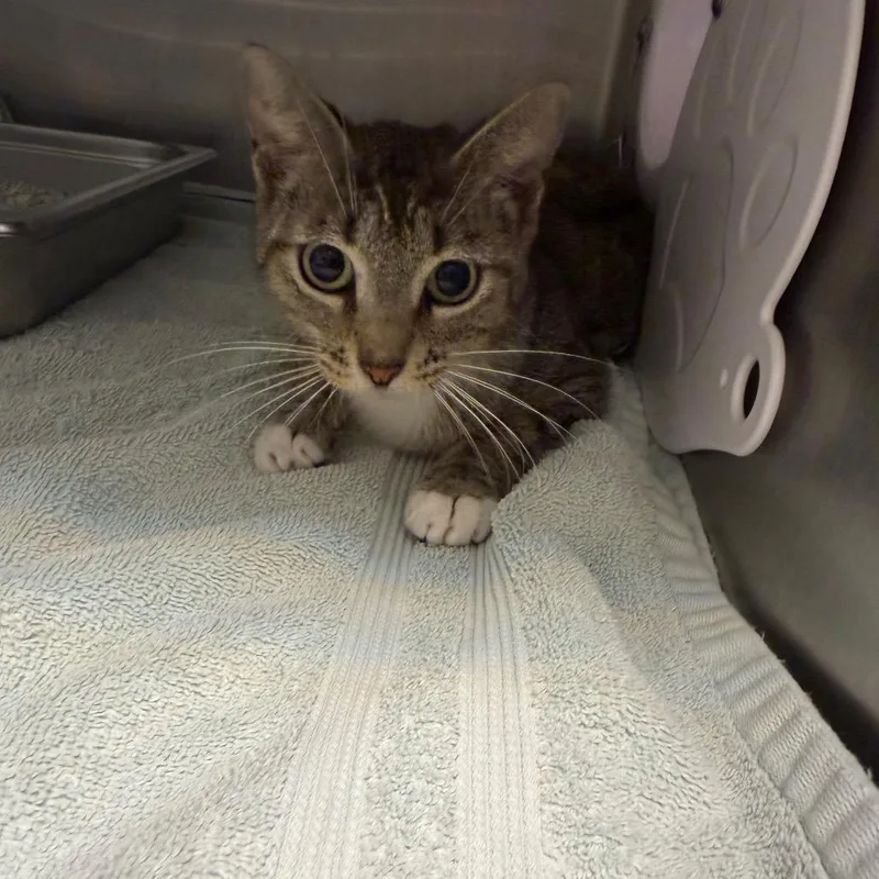 An adult medium-sized female Gray / Blue / Silver Domestic Short Hair cat named Betsy for adoption in Englewood, FL