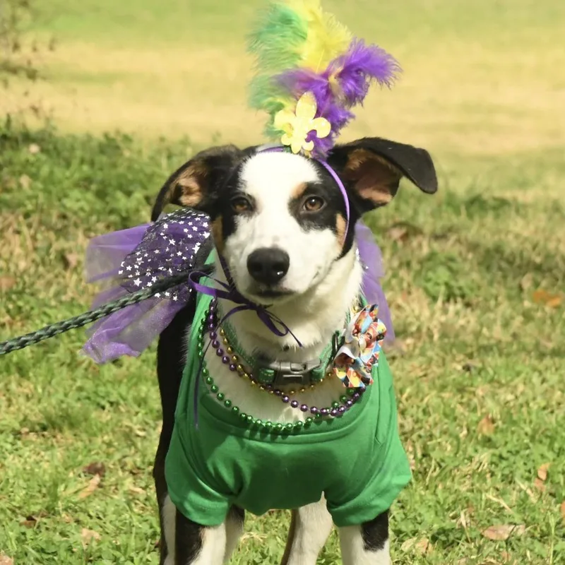 An adult medium-sized female White / Cream Shepherd dog named Sierra for adoption in Natchez, MS