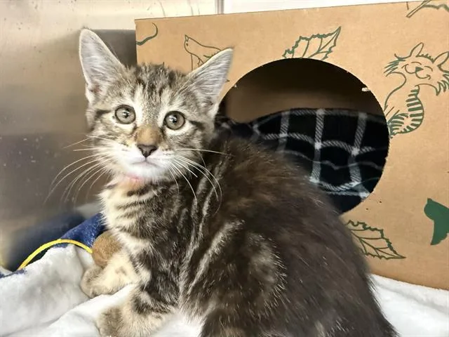 A baby small-sized female Domestic Short Hair cat named Rowena for adoption in Saint Louis, MO