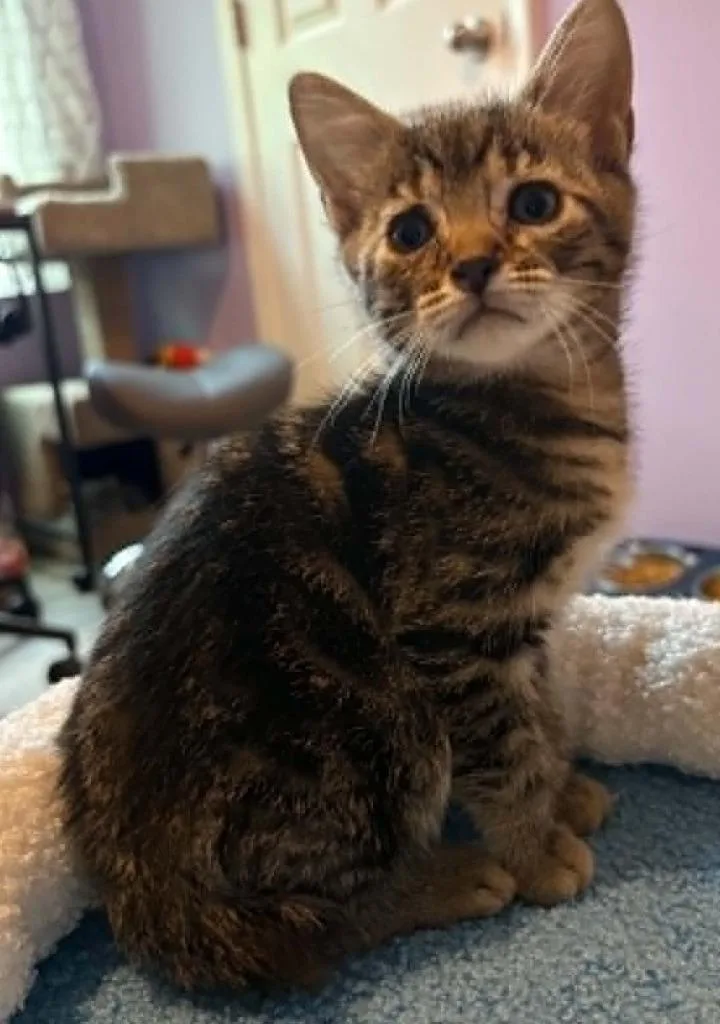 A baby small-sized male Domestic Short Hair cat named Levin for adoption in Newnan, GA