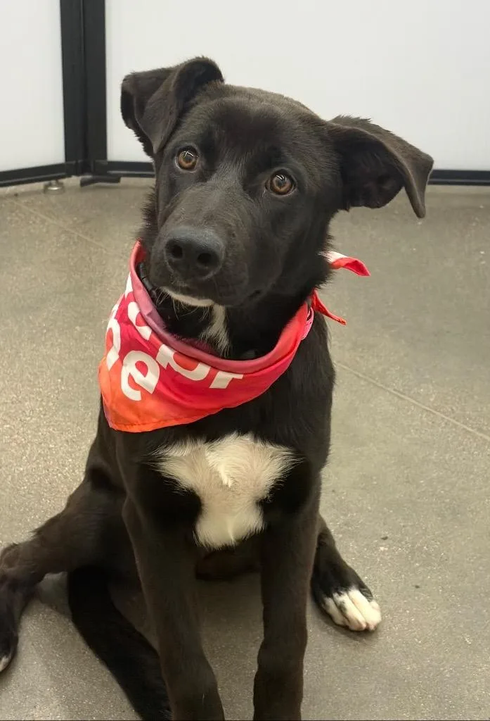 A baby medium-sized female Australian Cattle Dog / Blue Heeler dog named Calabasa for adoption in Fort Lupton, CO
