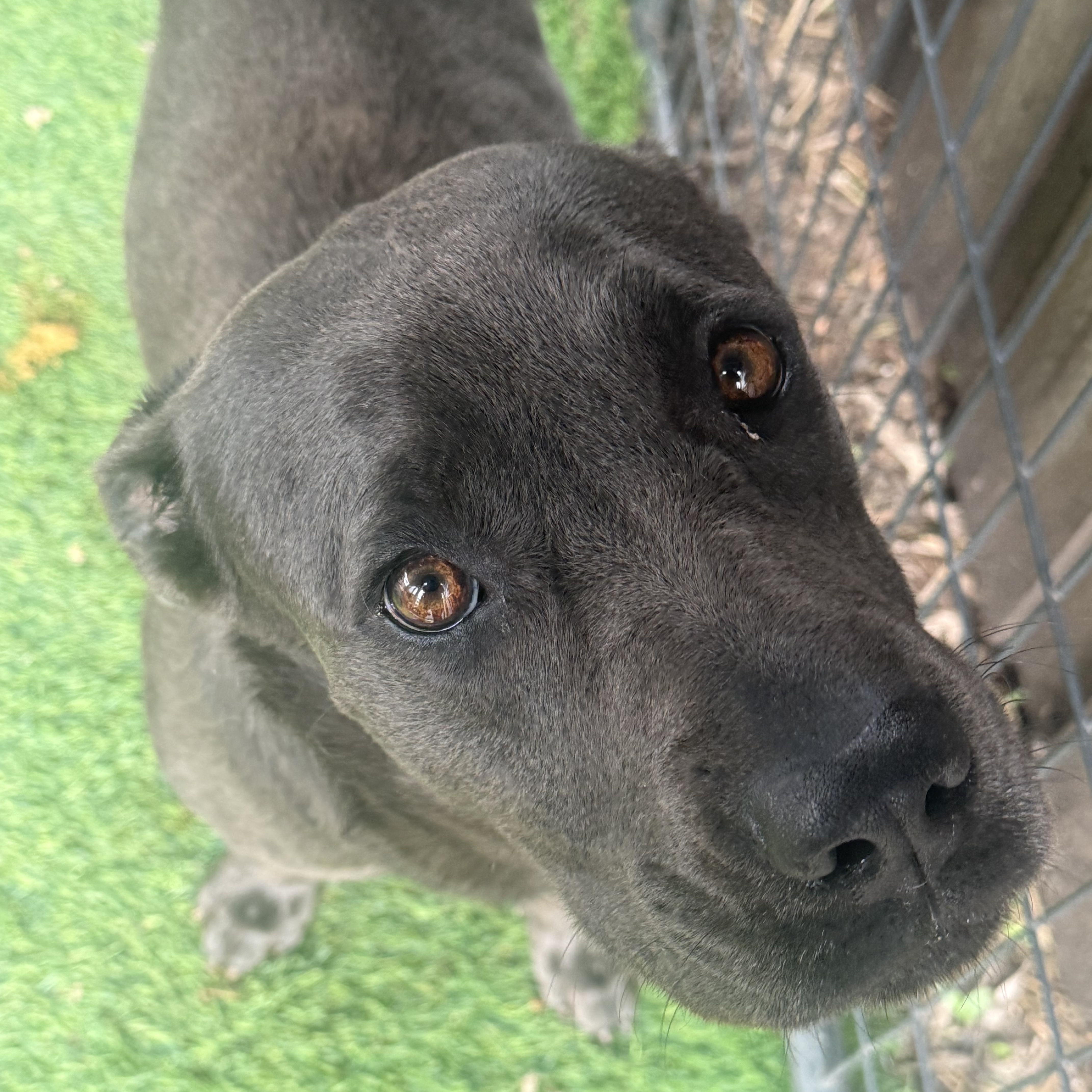 An adult large-sized female Gray / Blue / Silver Black Labrador Retriever dog named Tilly for adoption in Indianapolis, IN