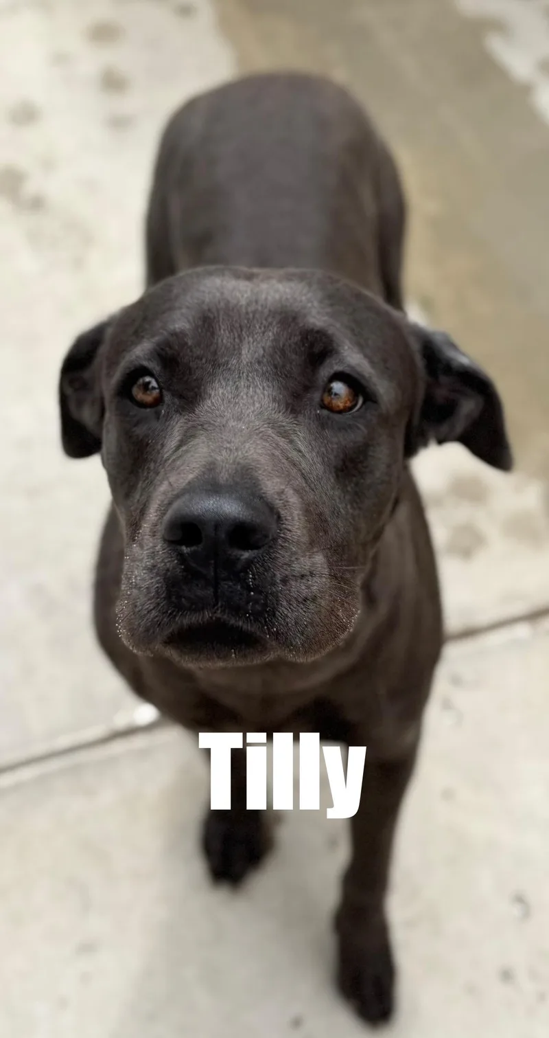 Tilly thumbnail 2