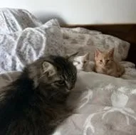 Harry and Winston  thumbnail 3
