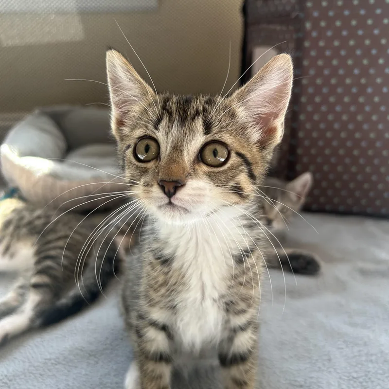 A baby medium-sized male Domestic Short Hair cat named Trouble for adoption in Westfield, NJ